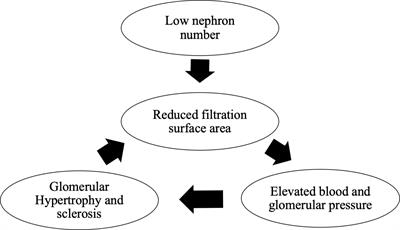 Low glomerular number at birth can lead to the development of chronic kidney disease
